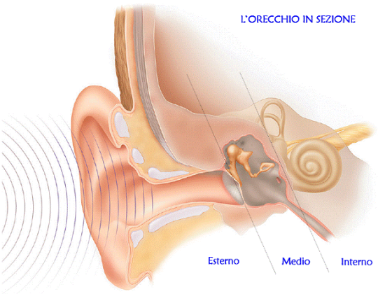 Centro Sordità Ausony - Corigliano Calabro (CS) - protesi acustiche cosenza - apparecchi acustici con convenzione ASP - assistenza tecnica - orecchio e disturbi uditivi